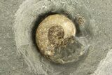 Jurassic Ammonite (Microderoceras) Cluster - Charmouth, England #279468-3